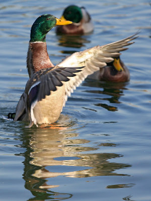 animals03.jpg