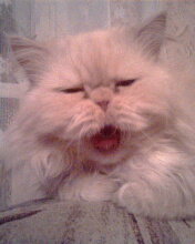 IMG0008A.jpg