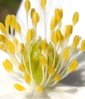 IMGP0717.JPG